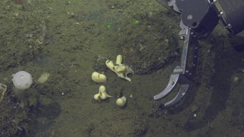 Media type: image;   Invertebrate Zoology 153141 Description: live specimen;